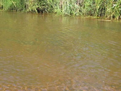 Silvers in the Bachatna River.
